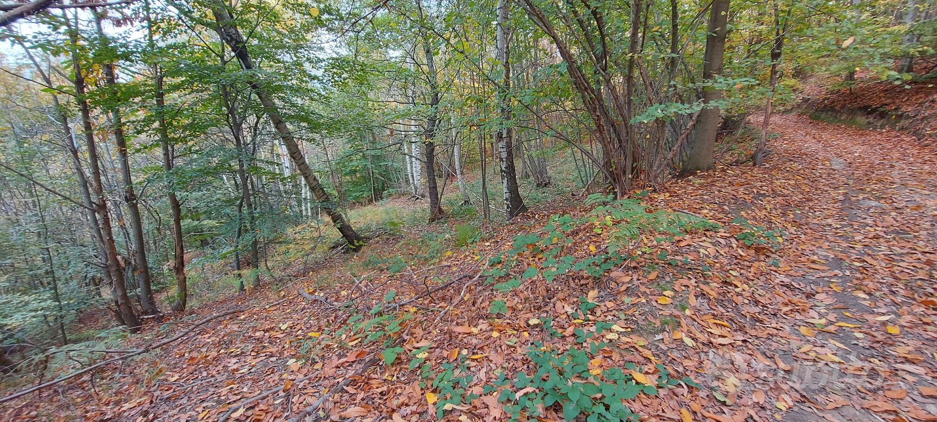 Terreno boschivo - Vista 3