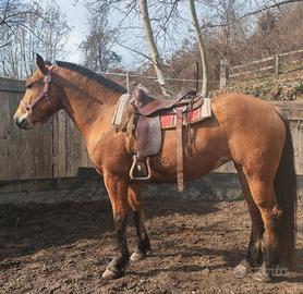 Cavalla Quarter/Haflingher