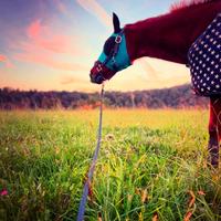 Cavallo adulto mezzafida