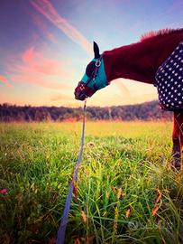 Cavallo adulto mezzafida