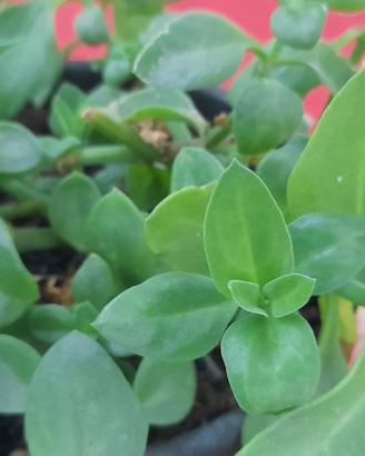 aptemia cordifolia