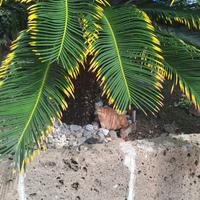 pianta cycas revoluta aurea