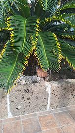 pianta cycas revoluta aurea