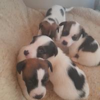 Cuccioli di Jack Russel