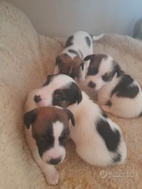 Cuccioli di Jack Russel