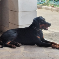 Dobermann per accoppiamento