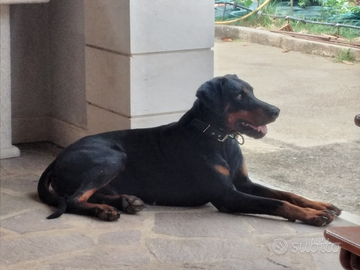 Dobermann per accoppiamento