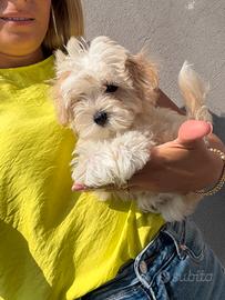 Maltipoo Toy