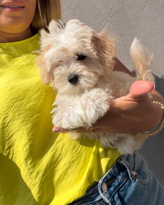 Maltipoo Toy