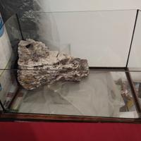 Acquario per tartarughe