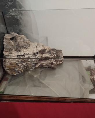 Acquario per tartarughe