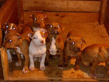 Pitbull UKC Red Nose
