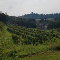 Vigneto in produzione