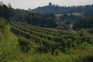 Vigneto in produzione