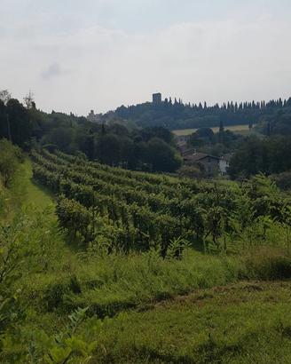Vigneto in produzione
