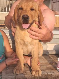 Cuccioli di labrador