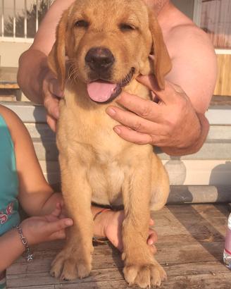 Cuccioli di labrador