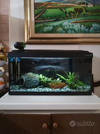 Acquario completo 80 lt