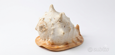 Splendida Conchiglia Gigante "Cassis cornuta"