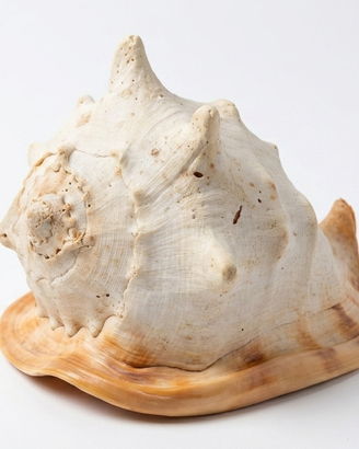 Splendida Conchiglia Gigante "Cassis cornuta"