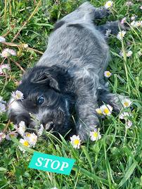 Cucciolo di Cocker Spaniel Inglese