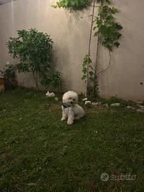 Maltipoo per monta