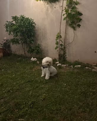 Maltipoo per monta