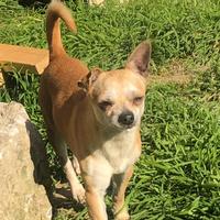 Axl chihuahua maschio