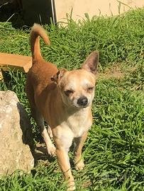 Axl chihuahua maschio