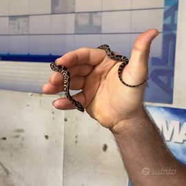 Serpente del grano completo di teca