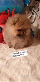 Spitz Pomerania/Boy/Pedigree Enci