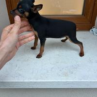 Cucciolo maschietto Pinscher