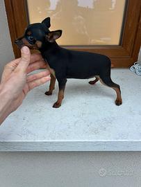 Cucciolo maschietto Pinscher