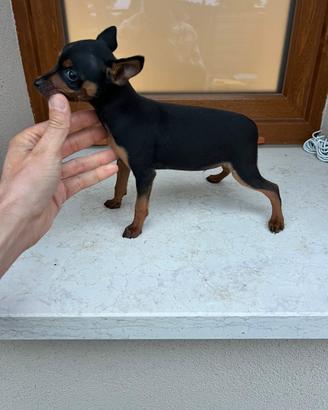 Cucciolo maschietto Pinscher