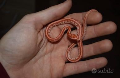 Serpenti del grano