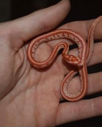 Serpenti del grano