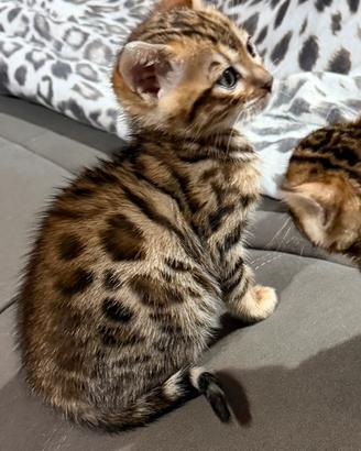 Gatto bengala
