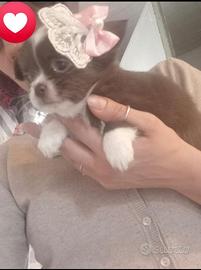 Cucciolo di chihuahua