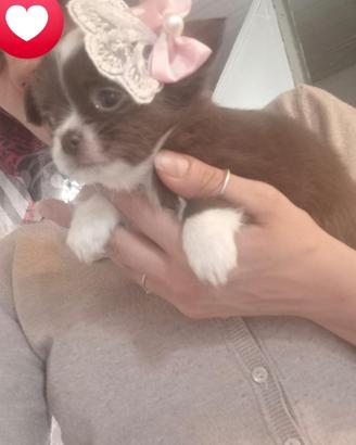 Cucciolo di chihuahua
