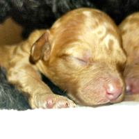 Cuccioli di barboncino nano