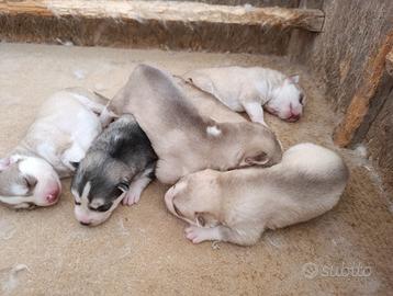 Cucciolata siberian husky con pedigree
