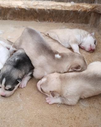 Cucciolata siberian husky con pedigree