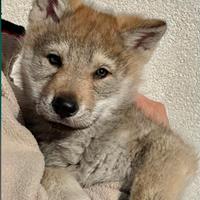 Cuccioli Cane Lupo Cecoslovacco