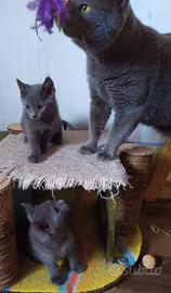 cuccioli gatto certosino maschio e femmina 