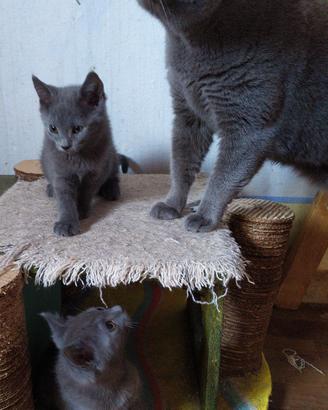 cuccioli gatto certosino maschio e femmina 