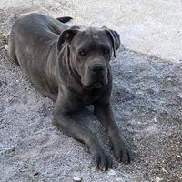 Cane corso