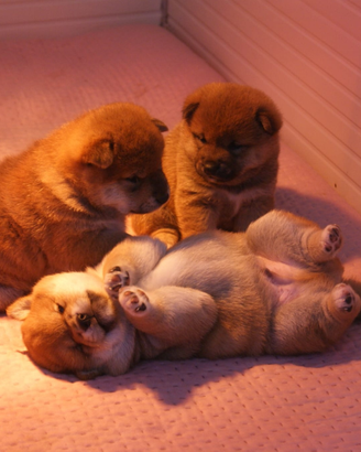 Shiba inu cuccioli