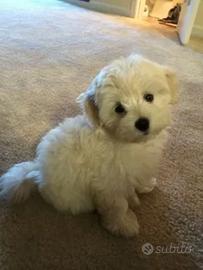 Maltipoo cuccioli pronta consegna