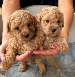 Cuccioli di barboncino Toy