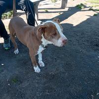 Uncrocio di pitbull di 5 anni